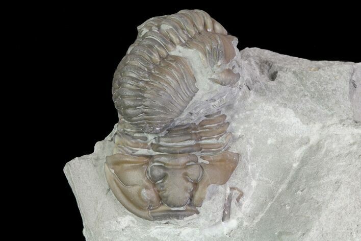 Pair Of Flexicalymene Trilobites In Shale - Ohio #67657